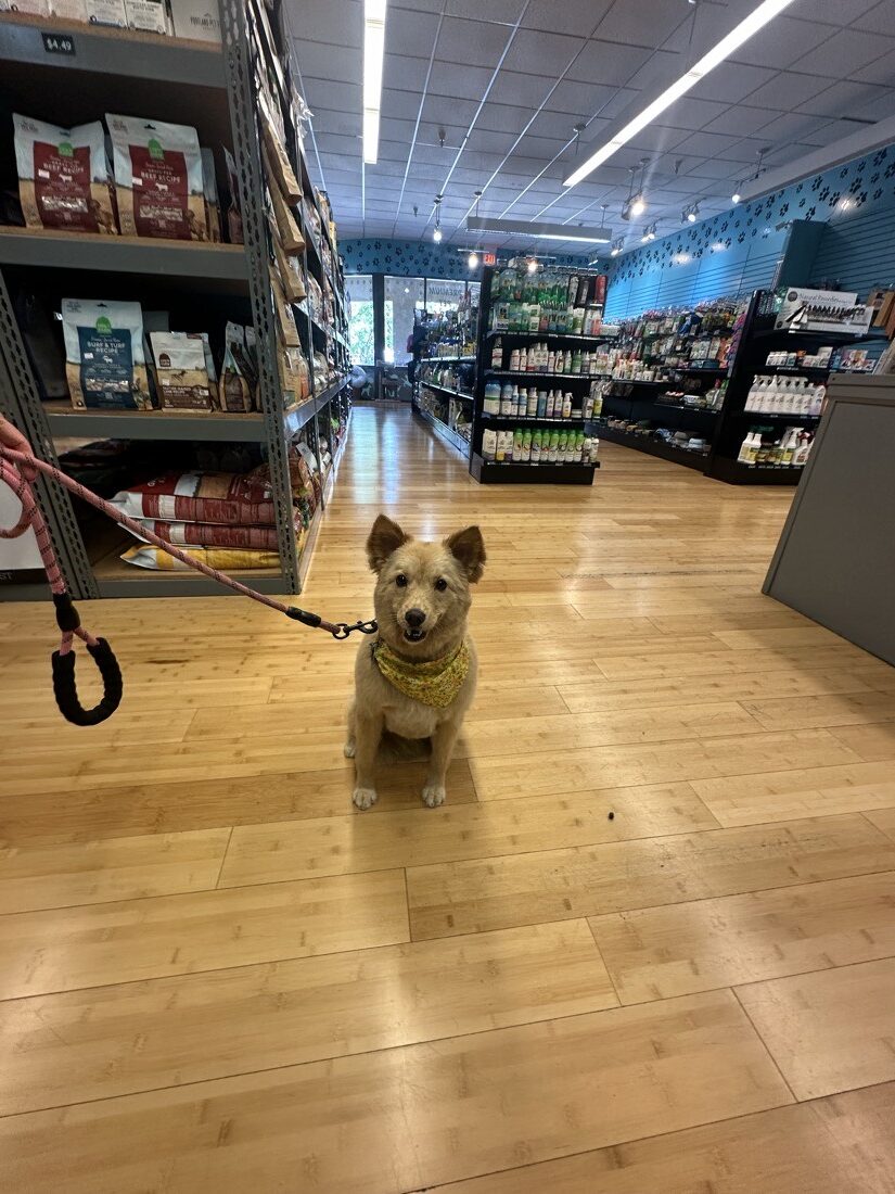 Bandana-wearing dog visiting the pet store