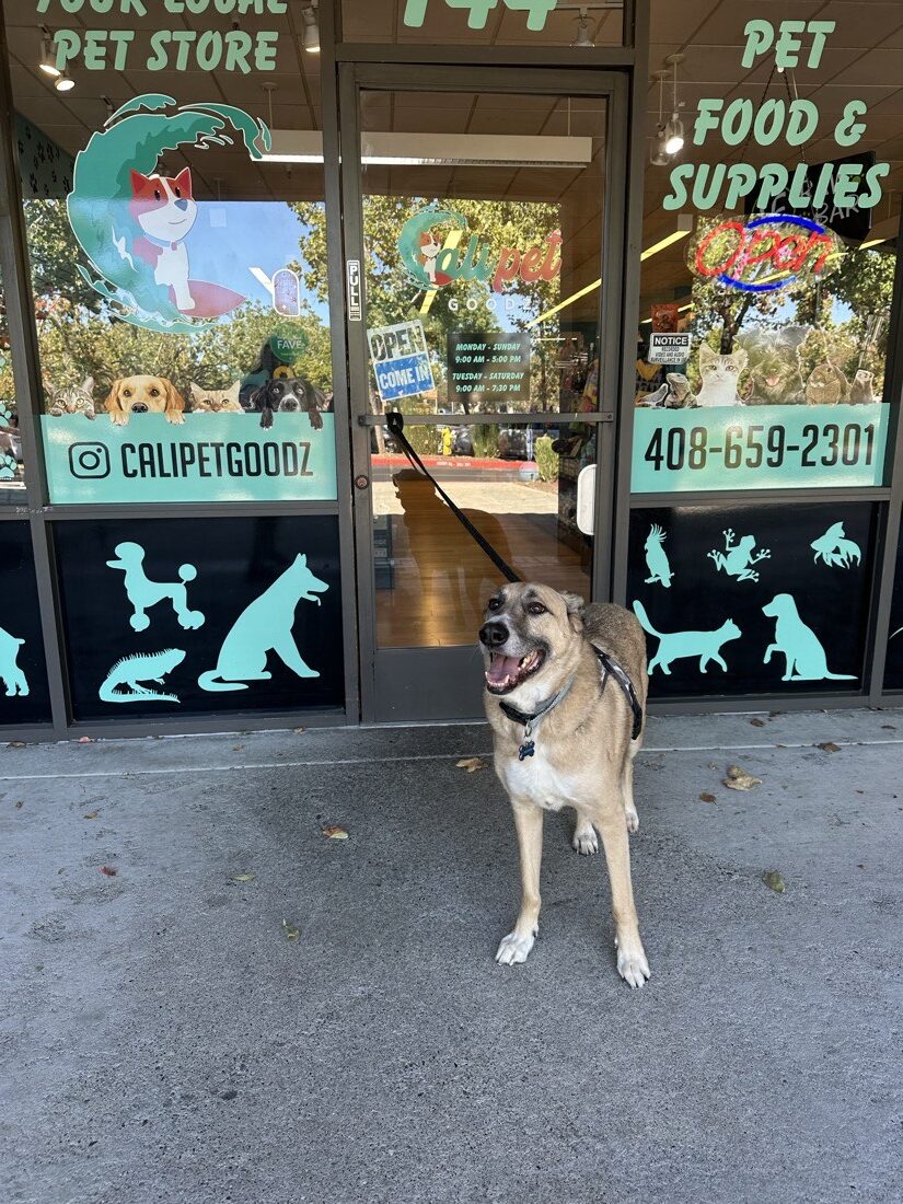 Dog outside the Morgan Hill store entrance